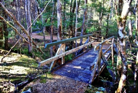 Goblin Forest Walk Blue Tier.017 11h15m30s2019 06 07 JPG Goblin Forest Walk Blue Tier.017 11h15m30s2019 06 07 JPG