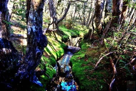 Goblin Forest Walk Blue Tier.018 11h15m47s2019 06 07 JPG Goblin Forest Walk Blue Tier.018 11h15m47s2019 06 07 JPG