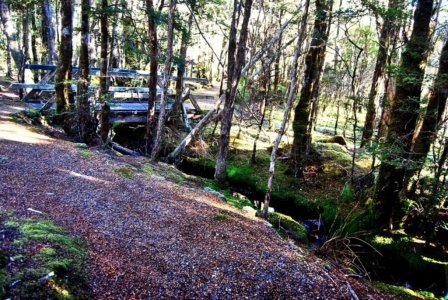 Goblin Forest Walk Blue Tier.019 11h16m32s2019 06 07 JPG Goblin Forest Walk Blue Tier.019 11h16m32s2019 06 07 JPG