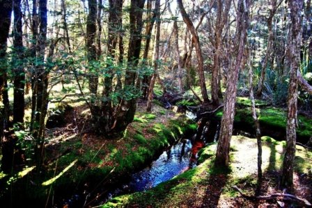 Goblin Forest Walk Blue Tier.020 11h16m48s2019 06 07 JPG Goblin Forest Walk Blue Tier.020 11h16m48s2019 06 07 JPG