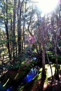 Goblin Forest Walk Blue Tier.022 11h17m03s2019 06 07 JPG Goblin Forest Walk Blue Tier.022 11h17m03s2019 06 07 JPG