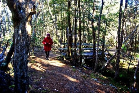 Goblin Forest Walk Blue Tier.023 11h18m11s2019 06 07 JPG Goblin Forest Walk Blue Tier.023 11h18m11s2019 06 07 JPG