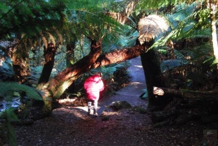 St Columba Falls Pyengana.023 11h18m22s2019 05 31 St Columba Falls Pyengana.023 11h18m22s2019 05 31