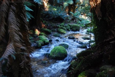 St Columba Falls Pyengana.024 11h19m20s2019 05 31 St Columba Falls Pyengana.024 11h19m20s2019 05 31