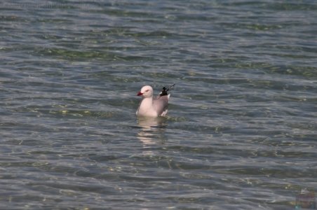 Lagoon Beach Walk.033 10h58m24s2019 10 23 Lagoon Beach Walk.033 10h58m24s2019 10 23