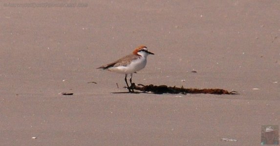 Lagoon Beach Walk.044pz 11h05m02s2019 10 23 Lagoon Beach Walk.044pz 11h05m02s2019 10 23