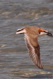 Lagoon Beach Walk.047 11h06m08s2019 10 23 Lagoon Beach Walk.047 11h06m08s2019 10 23