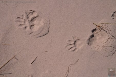 Lagoon Beach Walk.051 11h11m52s2019 10 23 Lagoon Beach Walk.051 11h11m52s2019 10 23