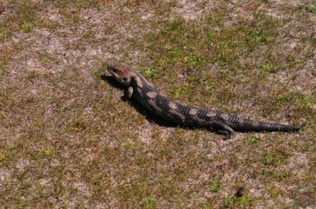 Lagoon Beach Walk.063 11h25m23s2019 10 23 Lagoon Beach Walk.063 11h25m23s2019 10 23