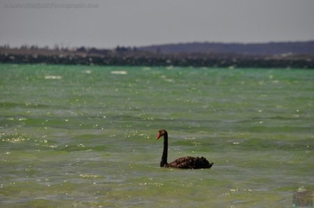 Lime Bay.033 12h52m35s2019 10 22 Lime Bay.033 12h52m35s2019 10 22