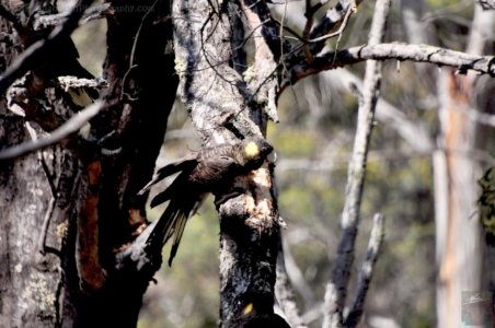 Maria Island.066cc 12h11m19s2019 10 05 Maria Island.066cc 12h11m19s2019 10 05