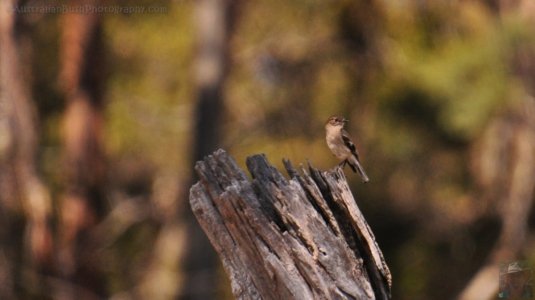 Maria Island.080cr 12h30m19s2019 10 05 Maria Island.080cr 12h30m19s2019 10 05