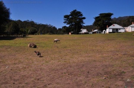 Maria Island.084 12h52m33s2019 10 05 Maria Island.084 12h52m33s2019 10 05