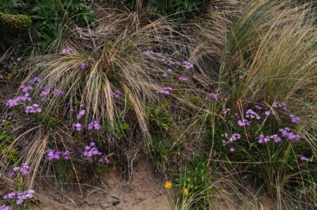 Blessington Reserve South Arm.025 10h36m42s2019 11 04 Blessington Reserve South Arm.025 10h36m42s2019 11 04