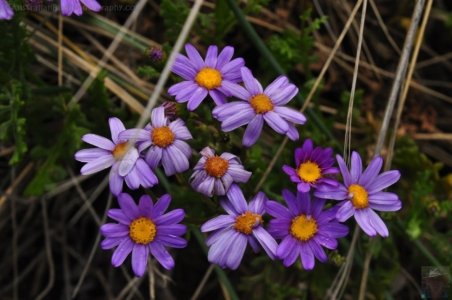 Blessington Reserve South Arm.026 10h36m51s2019 11 04 Blessington Reserve South Arm.026 10h36m51s2019 11 04