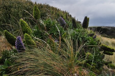 Blessington Reserve South Arm.027 10h37m04s2019 11 04 Blessington Reserve South Arm.027 10h37m04s2019 11 04