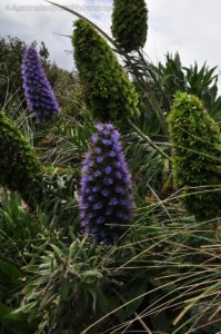 Blessington Reserve South Arm.028 10h37m10s2019 11 04 Blessington Reserve South Arm.028 10h37m10s2019 11 04