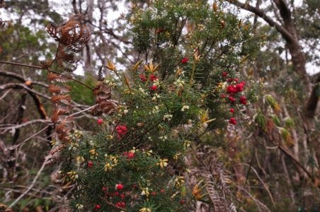 Canoe Bay Walk.014 10h22m19s2019 11 02