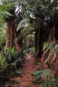 Canoe Bay Walk.033 11h18m29s2019 11 02