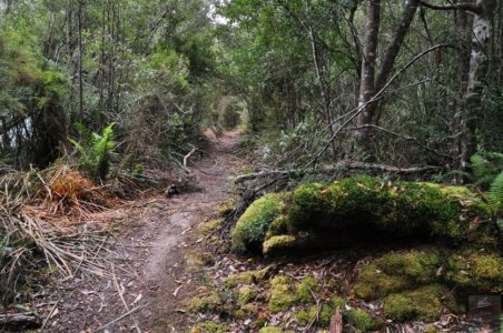 Canoe Bay Walk.041 11h29m08s2019 11 02