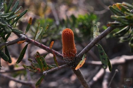 Cape Hauy Walk.008 09h35m16s2019 10 31