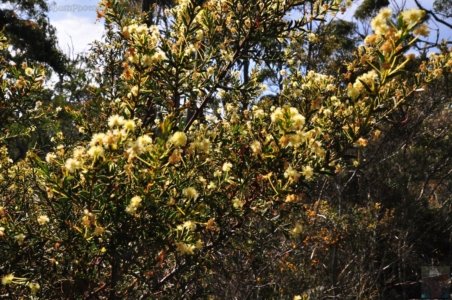 Cape Hauy Walk.016 09h41m41s2019 10 31
