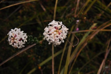 Cape Hauy Walk.021 09h50m34s2019 10 31
