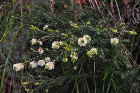 Cockle Creek.005 13h14m14s2019 11 13 Cockle Creek.005 13h14m14s2019 11 13