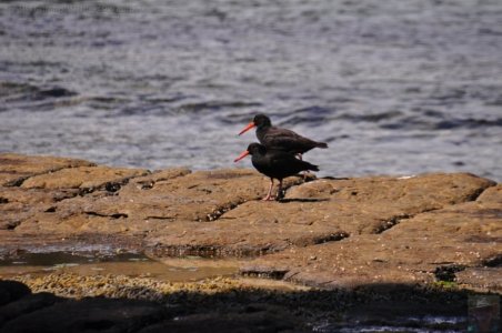 Eaglehawk Neck and Pirates Bay.015 13h13m39s2019 10 29
