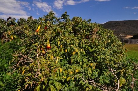 Eaglehawk Neck and Pirates Bay.060 14h10m51s2019 10 29 Eaglehawk Neck and Pirates Bay.060 14h10m51s2019 10 29
