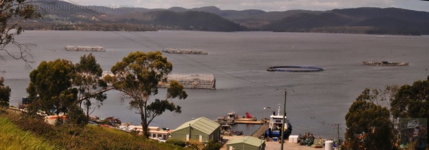 Huon Aquaculture