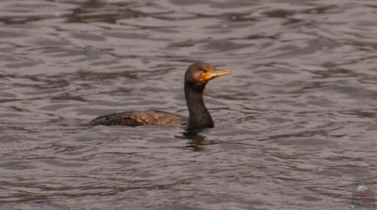 Little Black CormorantFranklin.011 13h22m19s2019 11 21