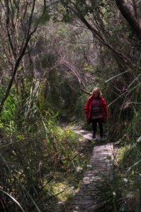 South Coast Track.008 10h08m43s2019 11 14