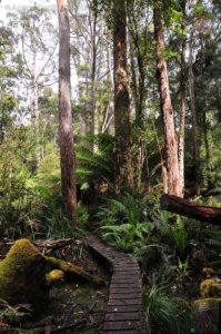 South Coast Track.010 10h15m36s2019 11 14