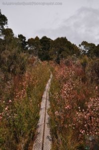 South Coast Track.036 10h47m45s2019 11 14