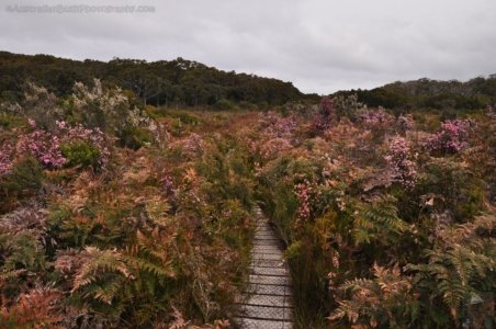 South Coast Track.040 11h12m38s2019 11 14