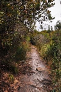South Coast Track.041 11h15m11s2019 11 14