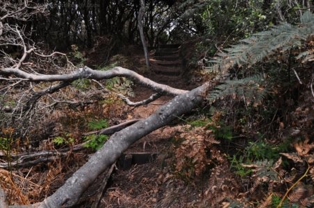 South Coast Track.046 11h52m11s2019 11 14