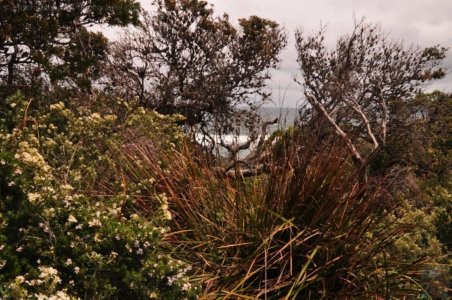South Coast Track.048 11h55m05s2019 11 14