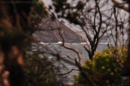 South Coast Track.051 11h59m25s2019 11 14