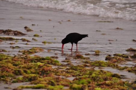 White Beach.019 14h05m55s2019 10 28 White Beach.019 14h05m55s2019 10 28