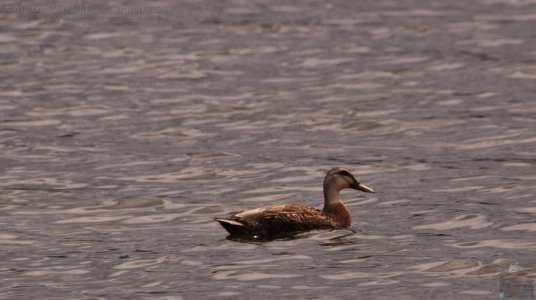 White Beach.027cr 14h21m49s2019 10 28 White Beach.027cr 14h21m49s2019 10 28