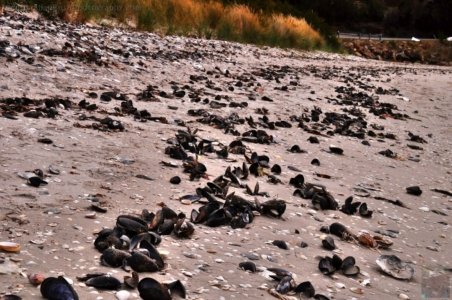 White Beach.029cp 14h27m03s2019 10 28 White Beach.029cp 14h27m03s2019 10 28