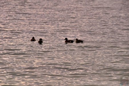 White Beach.038 cp 14h39m26s2019 10 28 White Beach.038 cp 14h39m26s2019 10 28