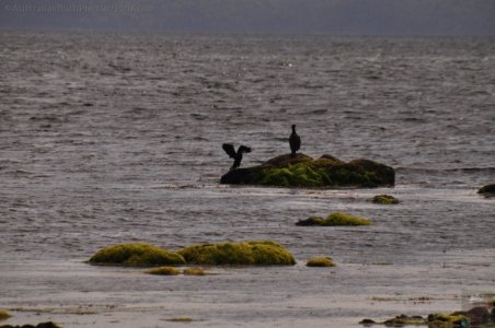 Alonnah.031 14h44m59s2019 11 28 Alonnah.031 14h44m59s2019 11 28