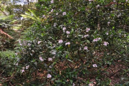 Hogarth Falls Strahan.002 11h01m23s2019 12 26 Hogarth Falls Strahan.002 11h01m23s2019 12 26