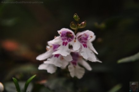 Hogarth Falls Strahan.003 11h01m30s2019 12 26 Hogarth Falls Strahan.003 11h01m30s2019 12 26