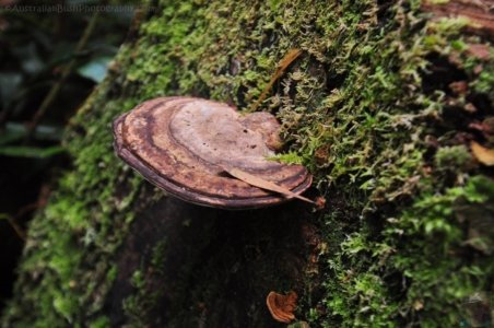 Hogarth Falls Strahan.005 11h11m50s2019 12 26 Hogarth Falls Strahan.005 11h11m50s2019 12 26