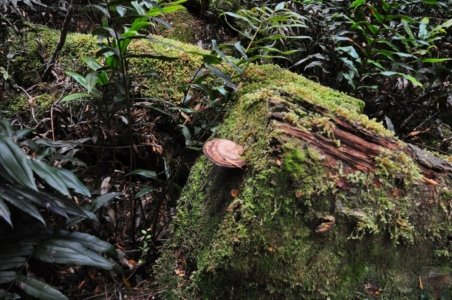 Hogarth Falls Strahan.006 11h11m54s2019 12 26 Hogarth Falls Strahan.006 11h11m54s2019 12 26