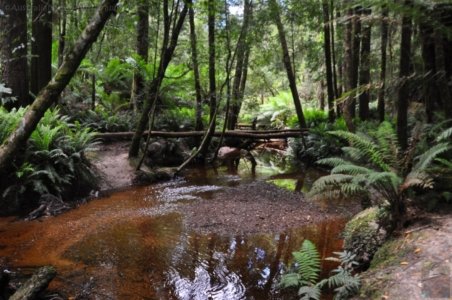 Hogarth Falls Strahan.007 11h13m47s2019 12 26 Hogarth Falls Strahan.007 11h13m47s2019 12 26